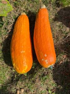 IMG_4615.jpeg