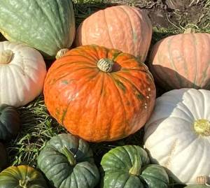 IMG_4623.thumb.jpeg.3fd4e4cf83bde59365437d7a1e13f39a.jpeg