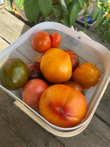 IMG_4749.jpeg