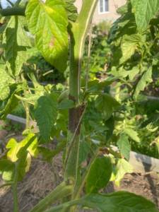 IMG_4750.jpeg