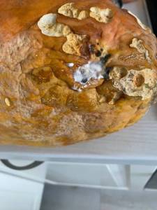 IMG_4858.jpeg