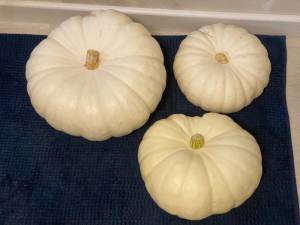 IMG_4909.jpeg