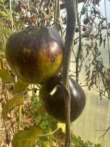 IMG_5123.jpeg