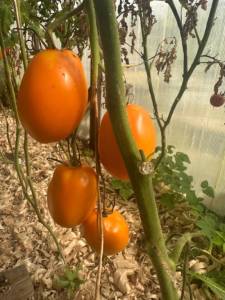 IMG_5124.jpeg