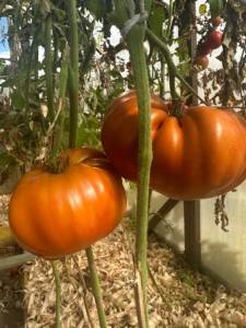 IMG_5125.jpeg