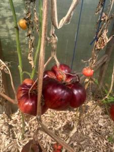 IMG_5130.jpeg