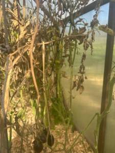 IMG_5145.jpeg