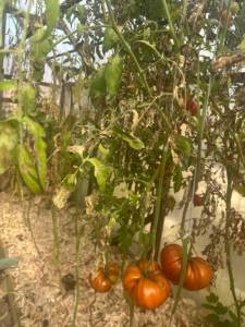 IMG_5151.jpeg