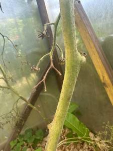 IMG_5156.jpeg