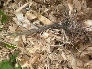 IMG_5157.jpeg