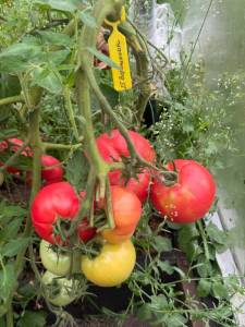 IMG_5449.thumb.jpeg.4a075b0a1a0a8c52ed630c4ef0324978.jpeg