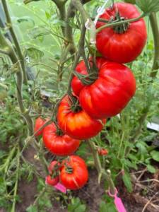 IMG_5453.thumb.jpeg.e0403ff23f76d84b658bd6bc68691c7f.jpeg