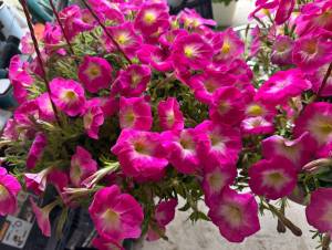 IMG_7508.jpeg