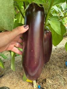 IMG_7781.jpeg