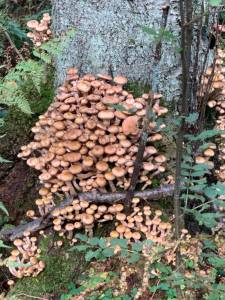 IMG_7950.jpeg