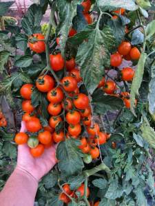 IMG_8202.jpeg