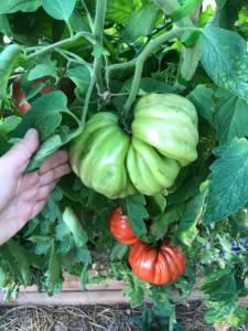 IMG_8207.jpeg