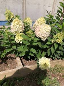 IMG_8209.jpeg