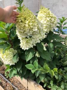 IMG_8210.jpeg