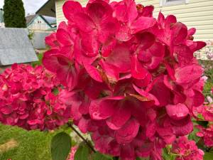 IMG_8389.jpeg