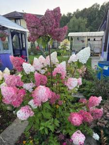 IMG_8552.jpeg