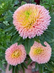 IMG_8572.jpeg