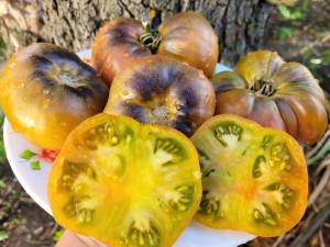 Pruneaux-sauvages.thumb.jpg.efde4a02f81062a789d549d7154212c3.jpg