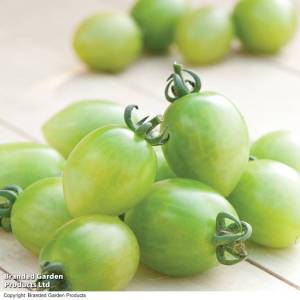TOMA_GREENENVY_T204901.jpg