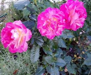 image.thumb.png.19572c1a8e2ab325b5c7811421a42f41.png