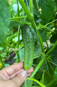 image.thumb.png.6b2765bb6d842e79ab219bd2044555f4.png