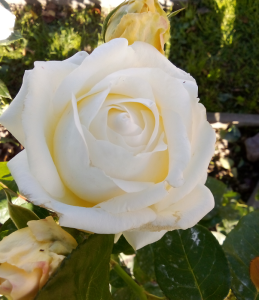 image.thumb.png.b6b23ce872783ad399ed2b1355761e05.png