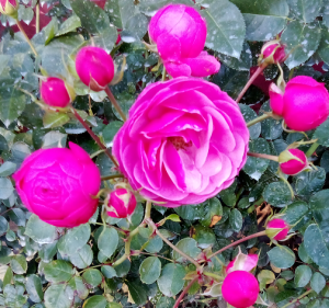 image.thumb.png.c90e96dcb349d51b3d861493fab21ae1.png