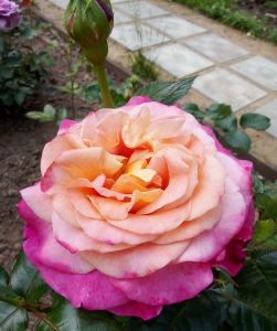 image.thumb.png.fefc21c439814d8da105192ba8135f8b.png