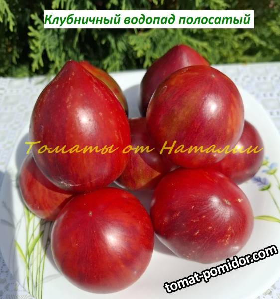 Томаты от Наталии 2025