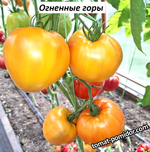 Томаты от Наталии 2025