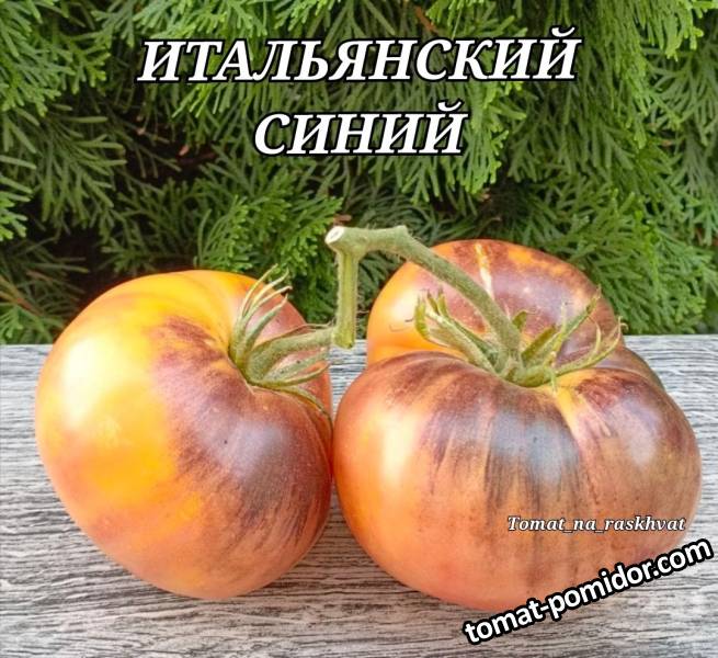 Томаты 2025