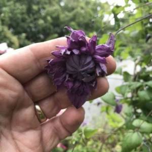meri-rouz-3.thumb.jpg.a753b3052e3374e2b09f57c3296503d0.jpg