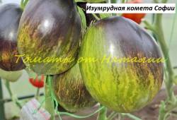 Изумрудная комета Софии(26)11.jpg