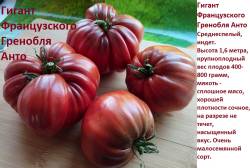Гигант Французского Гренобля Анто.jpg