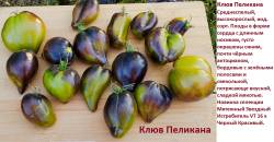 Клюв пеликана.jpg