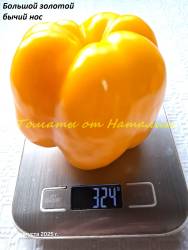 Большой золотой бычий нос (5)11.jpg