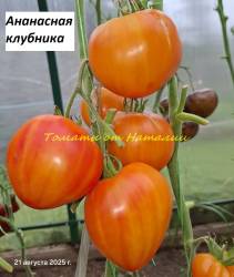 Ананасная клубника (2).jpg