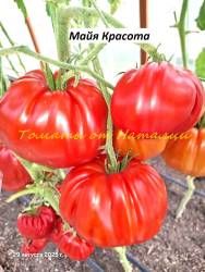 Майя Красота (3)11.jpg