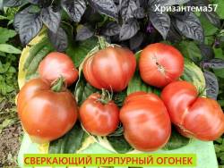 Сверкающий пурпурный огонек.jpg