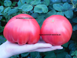 1итальянский семейный гаччетто.png