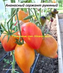 Ананасный сержант румяный (3)11.jpg