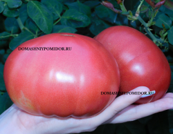 1розовое чудо бекки.png