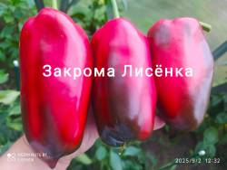 C_IMG_20250902_150442.jpg