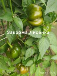 C_IMG_20250910_145241.jpg