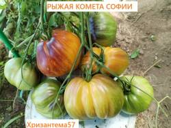 IMG_20250727_133149.jpg